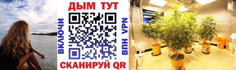 Шишки марихуана семена  кракен как войти  Торжок 